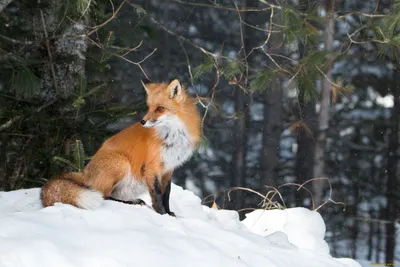 Фото Лисичек Зимой – Telegraph