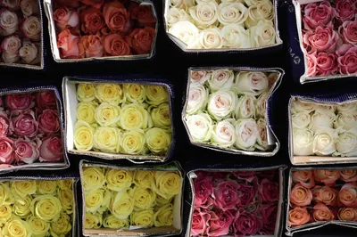 Какие цветы подарить девушке на 8 Марта | Сколько цветов подарить на 8 Марта  любимой девушке