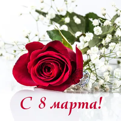 Букет из 101 розы, или Композиция в шляпной коробке — какие цветы подарить  даме на 8 Марта (ФОТО) — Новости Хабаровска