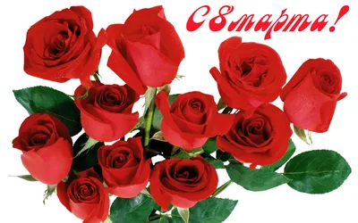 Красивые красные розы с сердечками на белом фоне, открытка на 8 марта -  обои для рабочего стола, картинки, фото
