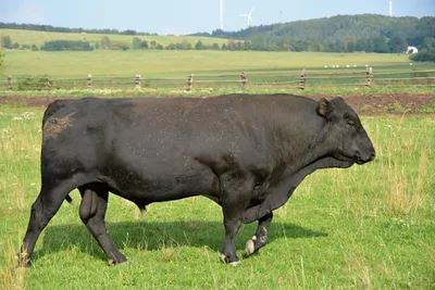 Абердин-ангусская мясная порода коров