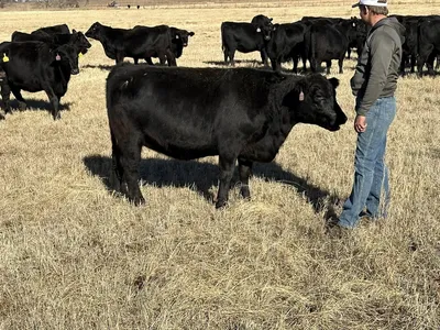 Порода быков с метровыми рогами (видео) | Канал о животных | Дзен