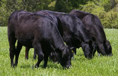 Black Angus