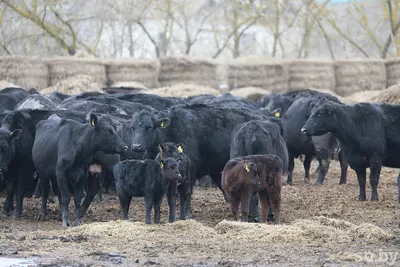 Продам быков абердин-ангус от поставщика только в Казахстане —  Agro-Kazakhstan