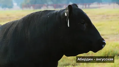 Абердин-ангус на Смоленщине