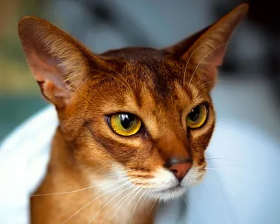 Абиссинская кошка: цена, фото, отзывы, сколько стоит и где купить, питомник  породы, характер, содержание и уход.