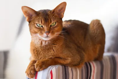 Абиссинская кошка: описание породы с фото — Pet-Mir.ru