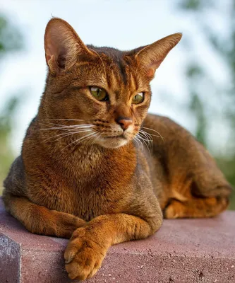 Абиссинская кошка: особенности характера | О котах | Дзен