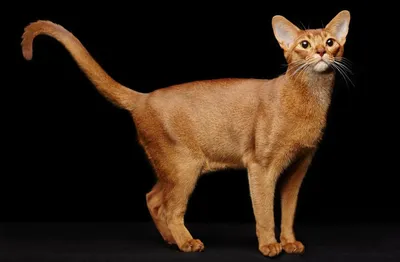Абиссинская кошка: стандарты породы, особенности абиссинских кошек