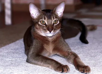 Абиссинская кошка шоколадного окраса - картинки и фото koshka.top