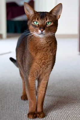 Абиссинская кошка - 94 фото