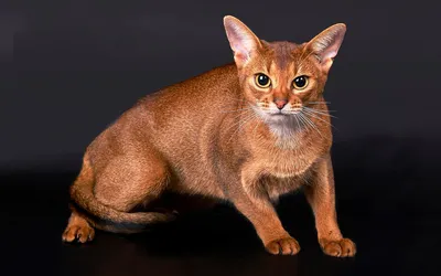 Абиссинская кошка | описание, происхождение, уход, фотографии