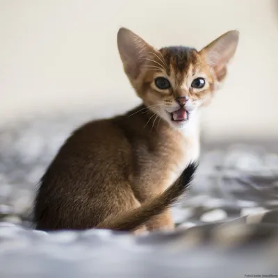 Фото абиссинской кошки (166 фотографий)
