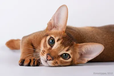 Абиссинская кошка рисунок - 58 фото