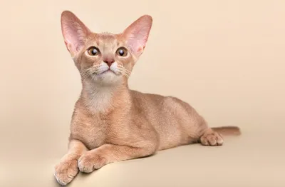 Абиссинская кошка окрас фавн: описание и фото абиссинских кошек