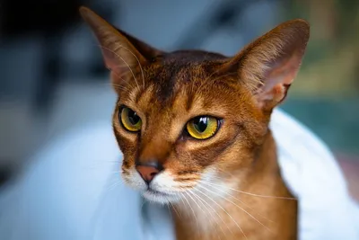 Абиссинская кошка. Порода кошек. Описание и фотографии | ZOODOM