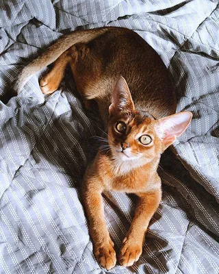 Абиссинская кошка | Порода и описание, отзывы и фото