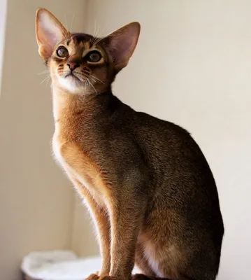 Абиссинская кошка: фото окрасов, описание, характер, правила ухода и  содержания, стоимость | For-pet