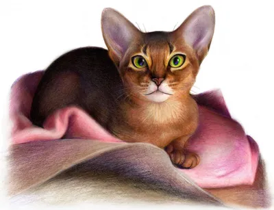 Абиссинская кошка рисунок - 58 фото