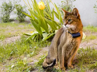Абиссинская кошка (фото): ум, грация и любознательность Смотри больше  http://kot-pes.com/abissinskaya-koshka-foto-um-graciya-i… | Abyssinian  cats, Abyssinian, Cats