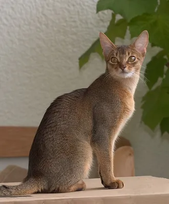 Абиссинская кошка — Википедия