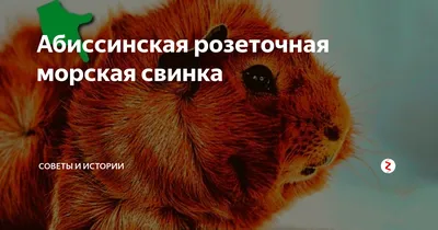 Абиссинская морская свинка | Милые животные | Дзен