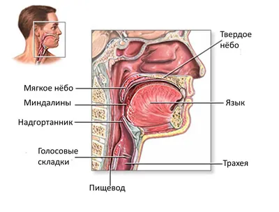 Заглоточный абсцесс | zdrav.kz