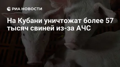 На территории области выявлен очаг африканской чумы свиней.