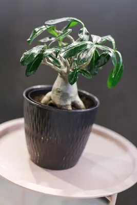 Адениум (Adenium Ansu Baobab) 45 см по выгодной цене в Минске, купить  Цветущие комнатные растения с доставкой в интернет-магазине Cvetok.by
