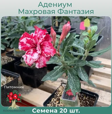 Адениум AdeniumBOOM N-2 суккулентов адениума роза пустыни комнатных  декоративных экзотических - купить по выгодным ценам в интернет-магазине  OZON