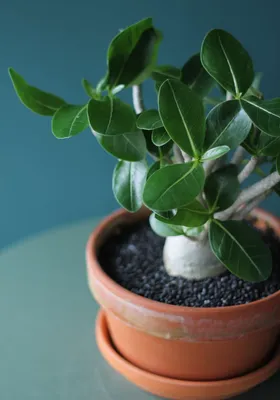 Адениум (Adenium Ansu Baobab) 45 см по выгодной цене в Минске, купить  Цветущие комнатные растения с доставкой в интернет-магазине Cvetok.by