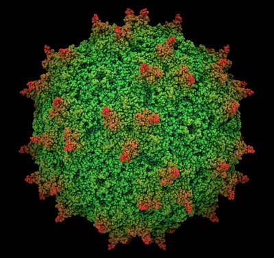 Ученый из МФТИ раскрыл процесс создания вакцины от коронавируса | РБК Тренды
