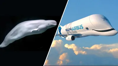 Airbus to charter its popular Beluga XL 'whale plane' | News Channel 3-12