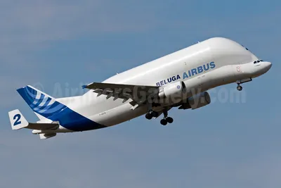 The Airbus 'Beluga' A300-600ST was designed to transport oversized air  cargo. It got the name Beluga after the whale in which it resembles. :  r/interestingasfuck