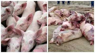 Африканська чума свиней фото