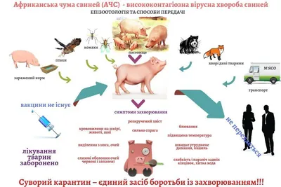 Африканська чума свиней - спалахи захворювання - Костянтинівська  територіальна громада