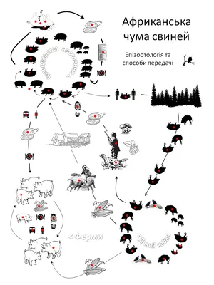 Африканська чума свиней: Держпродспоживслужба звертається до мешканців  Кам'янського району. Читайте на UKR.NET