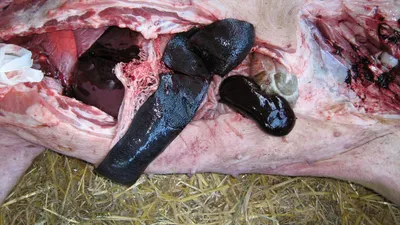 Африканская чума свиней симптомы фото
