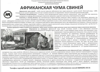 В колбасе находят африканскую чуму свиней — чем это опасно - 26 сентября  2023 - chita.ru