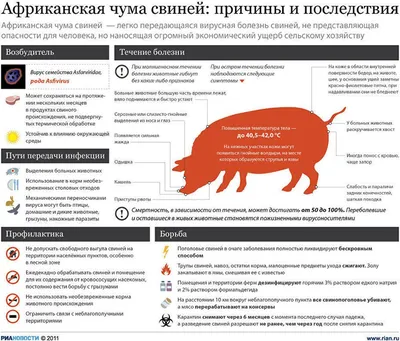 Симптомы и профилактика африканской чумы свиней - РИА Новости, 12.01.2012