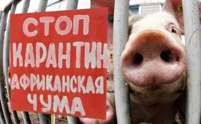 Африканская чума свиней в России: краткая справка | Мустанг PIGLETS | Дзен