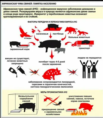 Памятка для населения: африканская чума свиней / Новости / Официальный сайт  городского округа Егорьевск