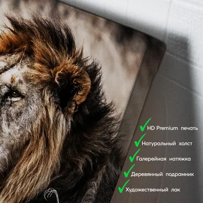 африканский лев в дикой природе : величественный и мощный Иллюстрация штока  - иллюстрации насчитывающей очевидно, физическое: 275922552