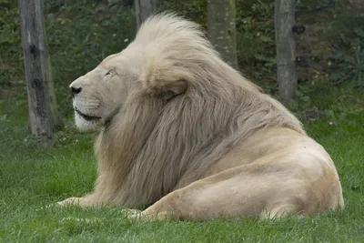 Африканский лев (пантера Leo) Стоковое Изображение - изображение  насчитывающей кошачий, фавн: 35146883