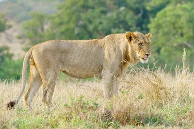 Африканский Лев (Panthera Leo) Портрет. Животное В Дикой Природе  Фотография, картинки, изображения и сток-фотография без роялти. Image  11329909