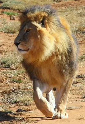 Африканский лев 🦁» — создано в Шедевруме