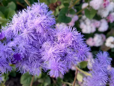 Агератум / Ageratum - «Милейшие мохнатые помпончики на вашей клумбе 🌸 Мой  легкий способ вырастить эти чудесные цветы. Фото моих агератумов.» | отзывы