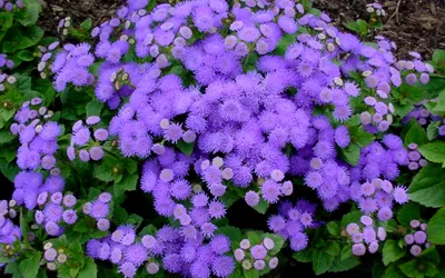 Картинка Агератум фиолетовый » Разные цветы » Цветы » Картинки 24 - скачать  картинки бесплатно