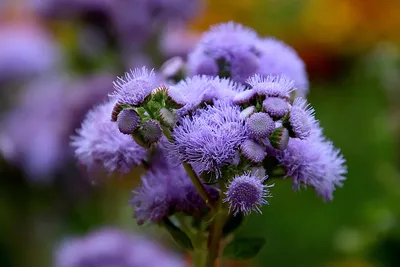 Агератум - описание садового цветка и правила ухода за ним