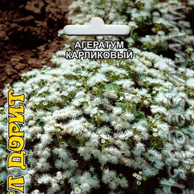 Агератум карликовый Литл Дорит - фото урожая, цены, отзывы и особенности  выращивания